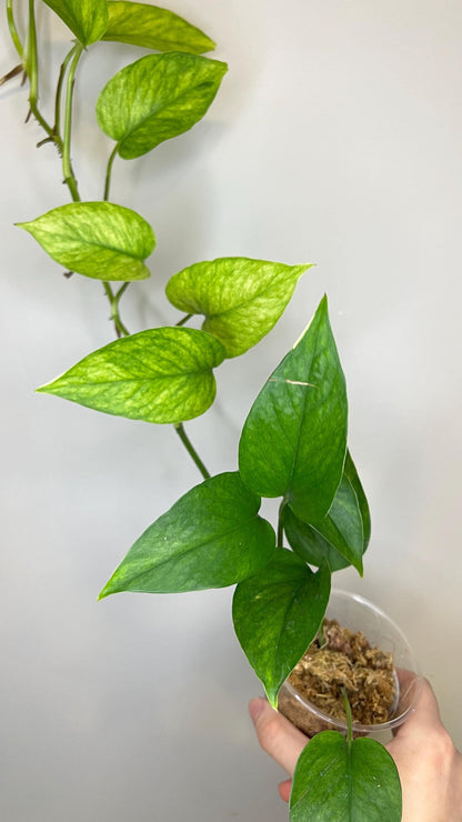 Teruno Hanahana Pothos Indoor Plant