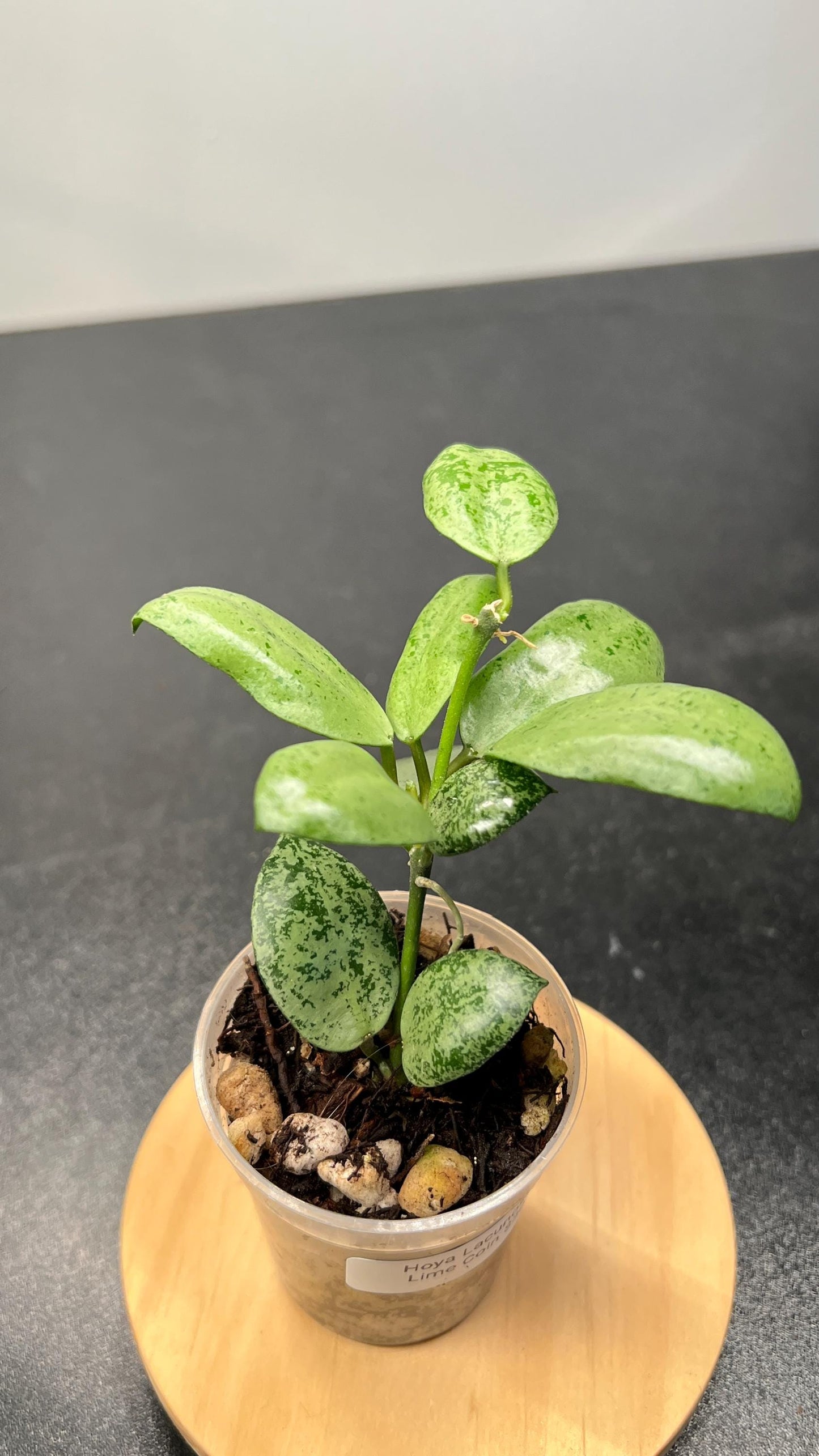 Hoya Lacunosa Lime Coin Indoor Plant
