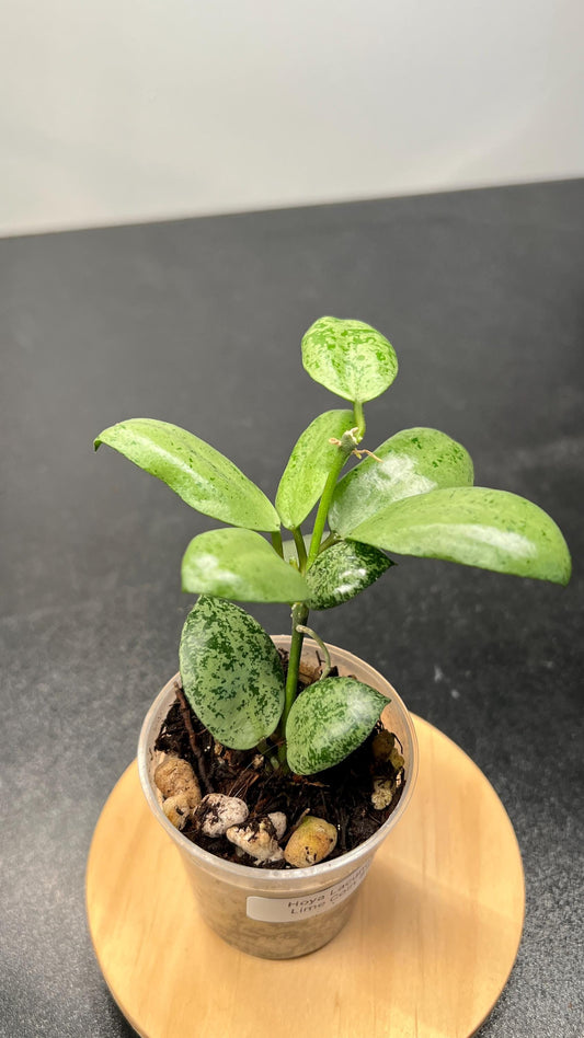 Hoya Lacunosa Lime Coin Indoor Plant