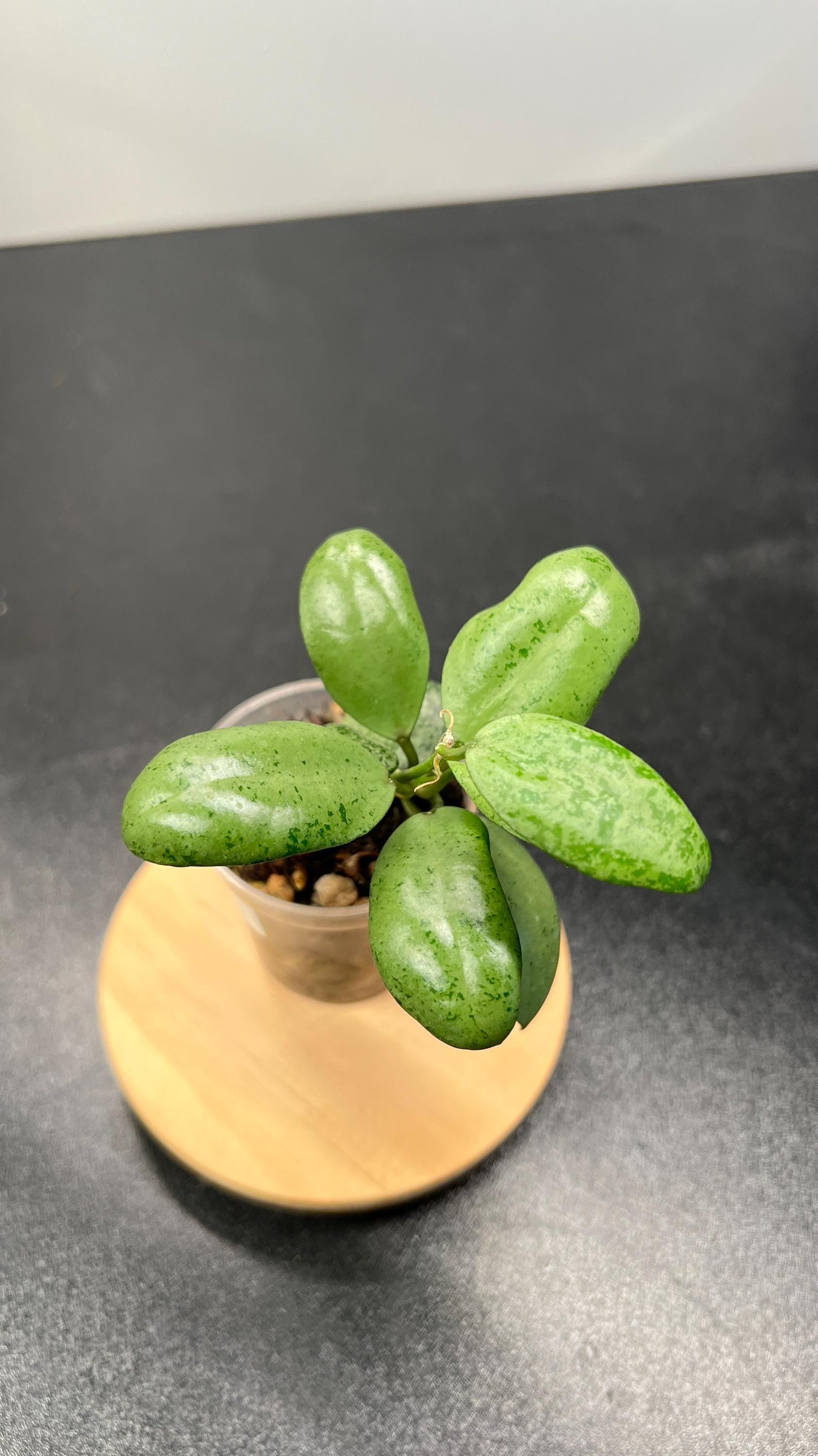 Hoya Lacunosa Lime Coin Indoor Plant