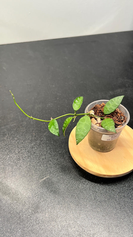 Hoya Lacunosa Ruffle Leaf SR 2010-055 Indoor Plant