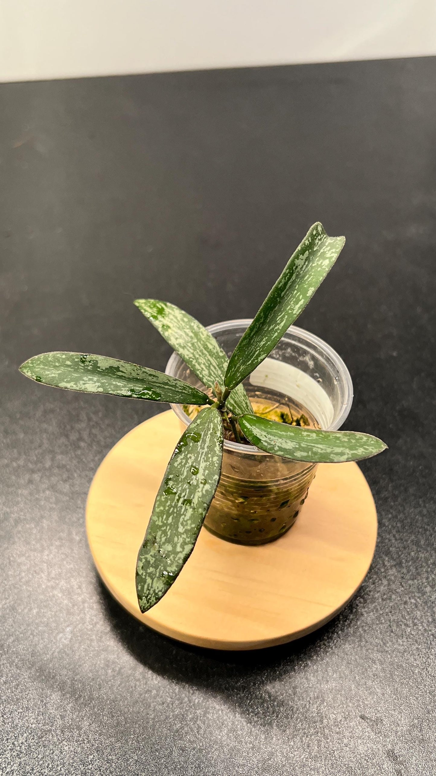 Hoya Sigillatis Indoor Plant