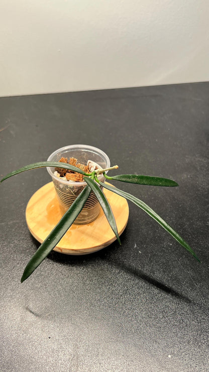 Hoya Shepherdii Indoor Plant