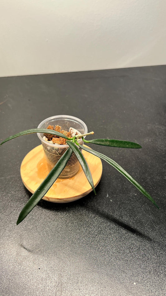 Hoya Shepherdii Indoor Plant