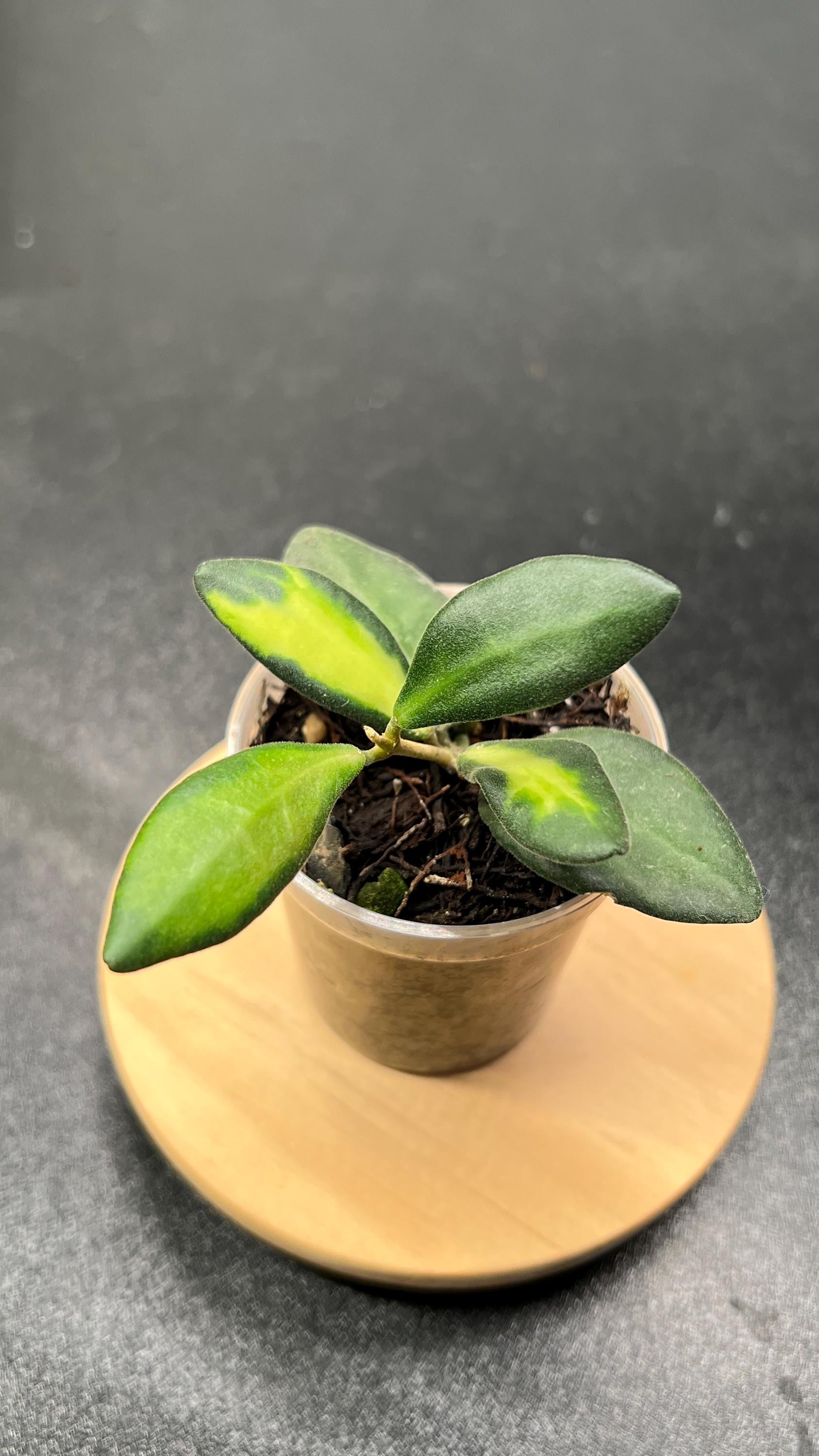 Hoya sp aff Burtoniae Variegated Indoor Plant