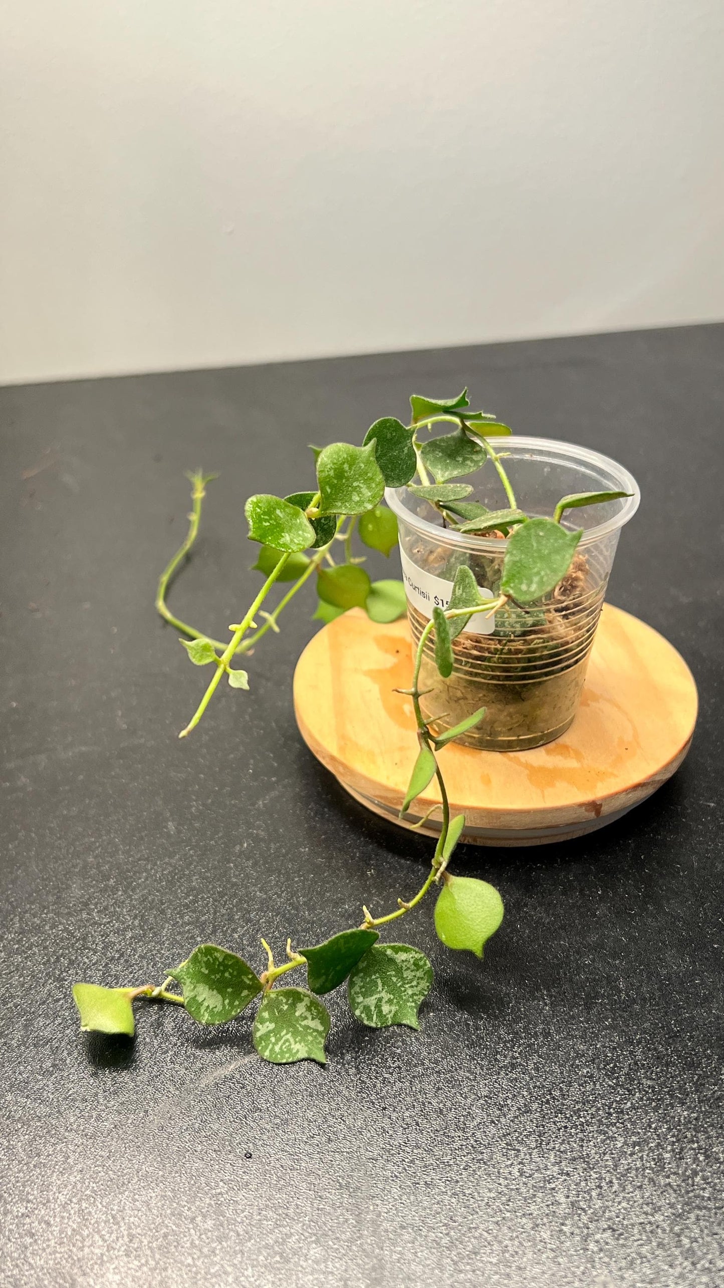 Hoya Curtisii Indoor Plant