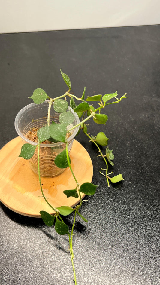 Hoya Curtisii Indoor Plant