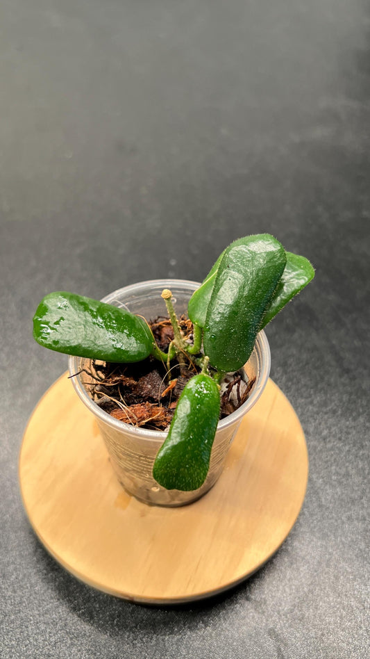 Hoya Rotundiflora Indoor Plant
