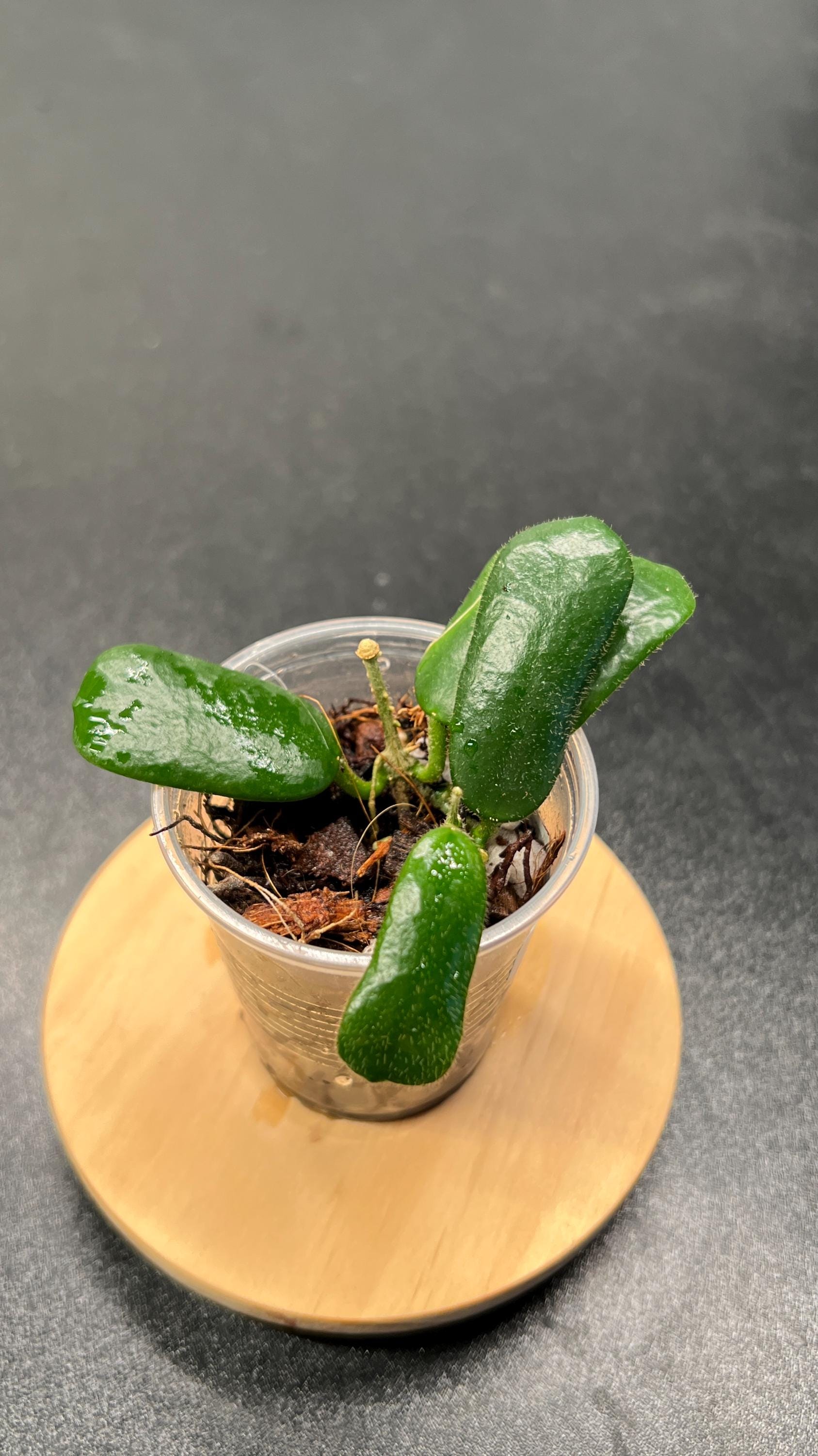 Hoya Rotundiflora Indoor Plant
