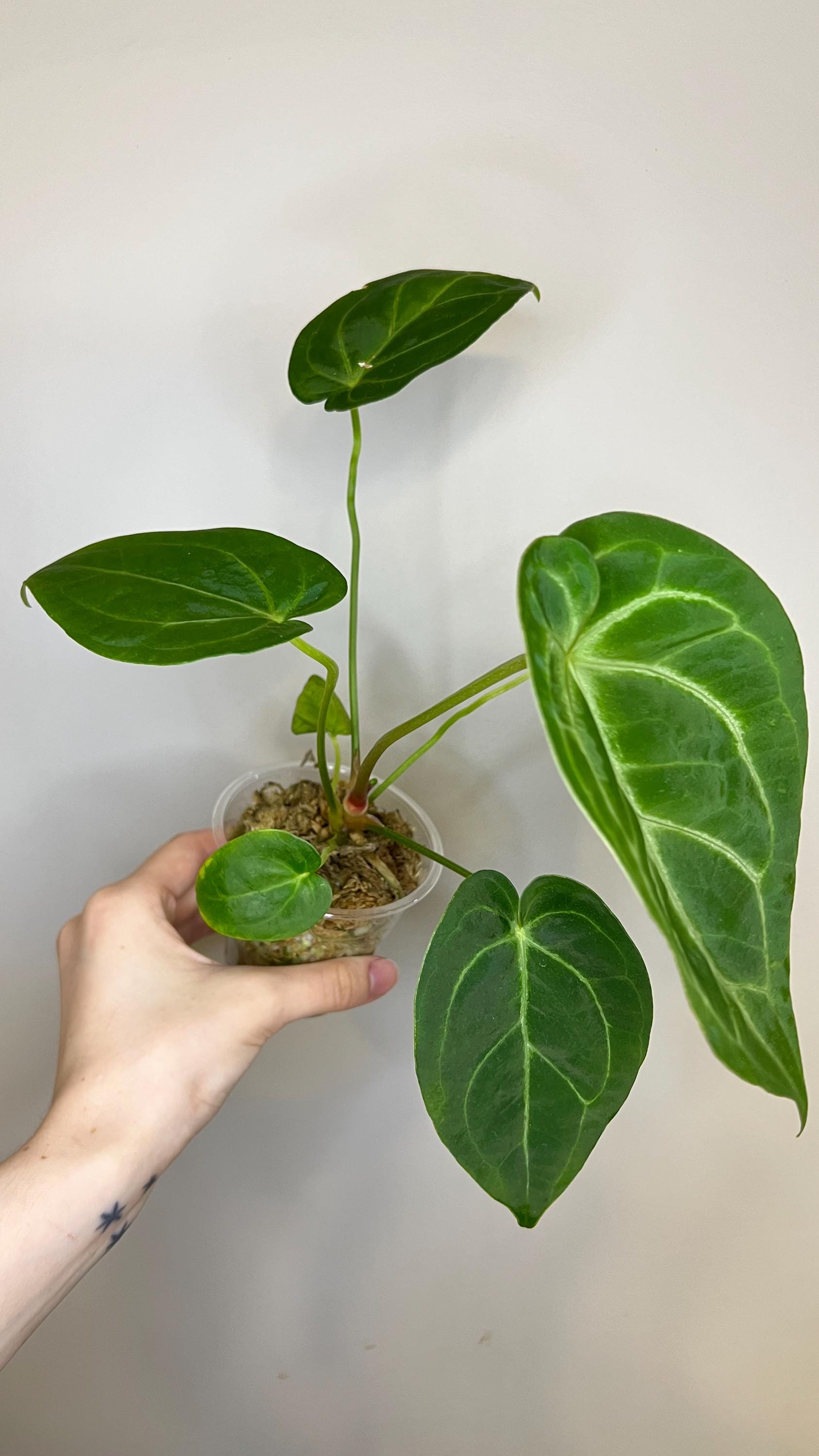 Anthurium Magnificum x Silver Blush Hybrid Indoor Plant