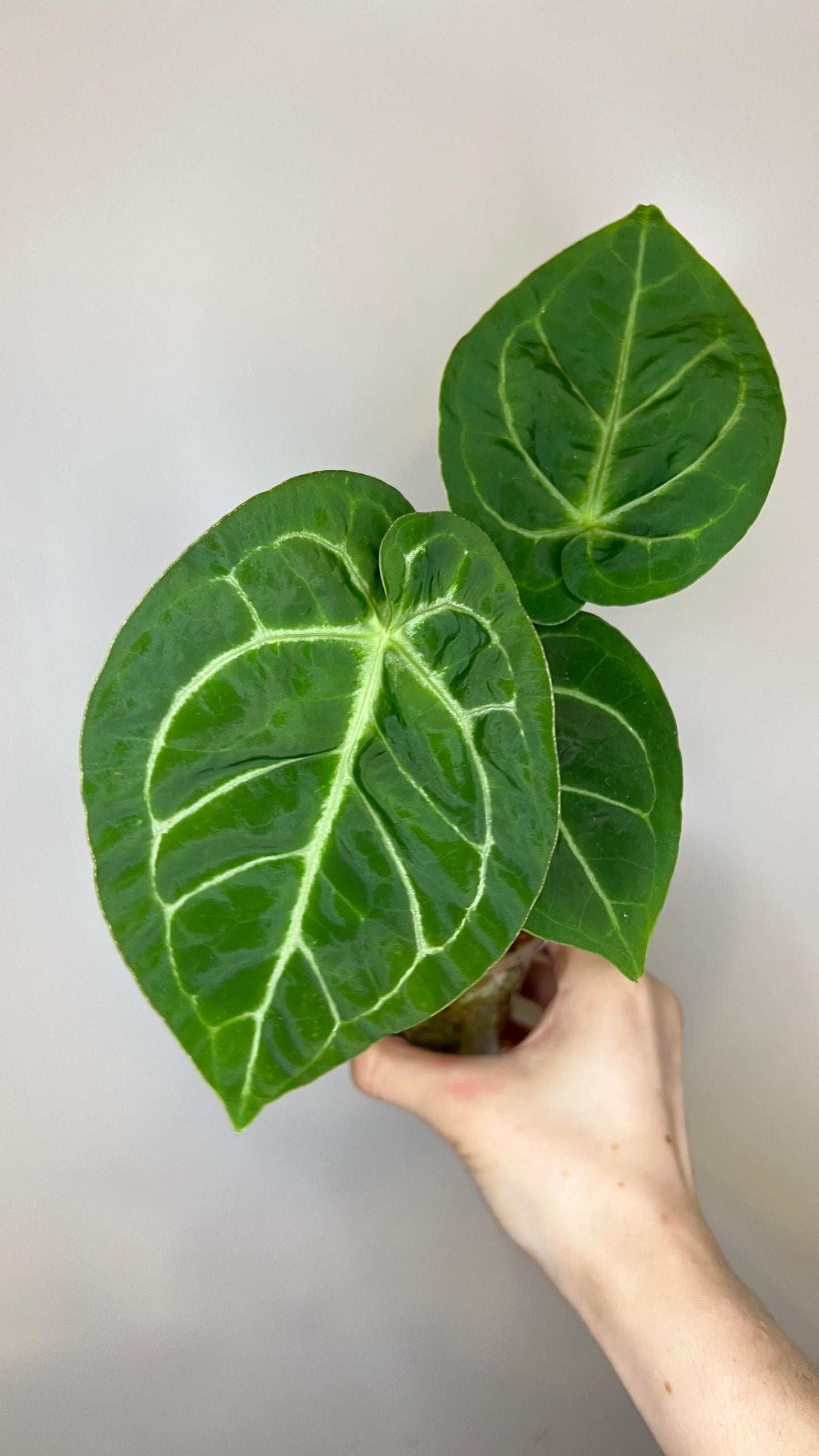 Anthurium Magnificum x Silver Blush Hybrid Indoor Plant
