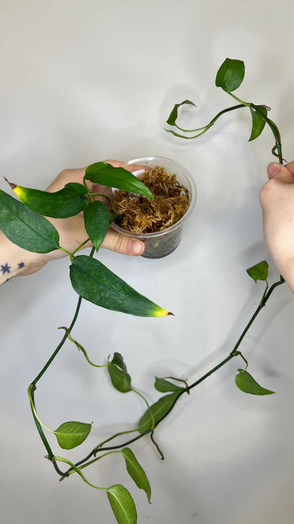 Epipremnum Skeleton Key Indoor Plant