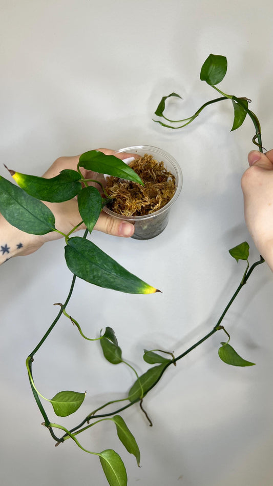 Epipremnum Skeleton Key Indoor Plant