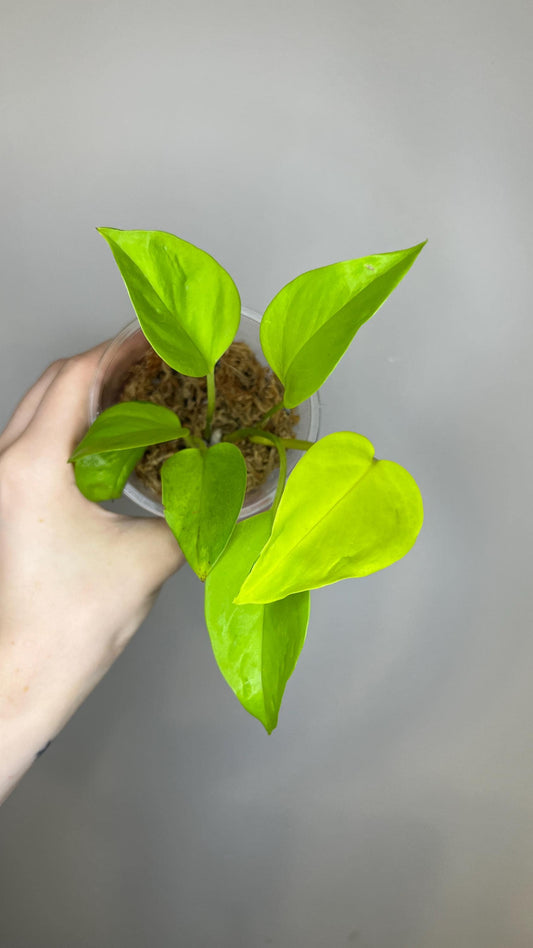Teruno Champs-Elysées Indoor Plant