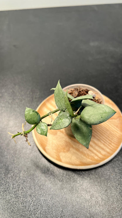 Hoya Krohniana Super Silver Indoor Plant