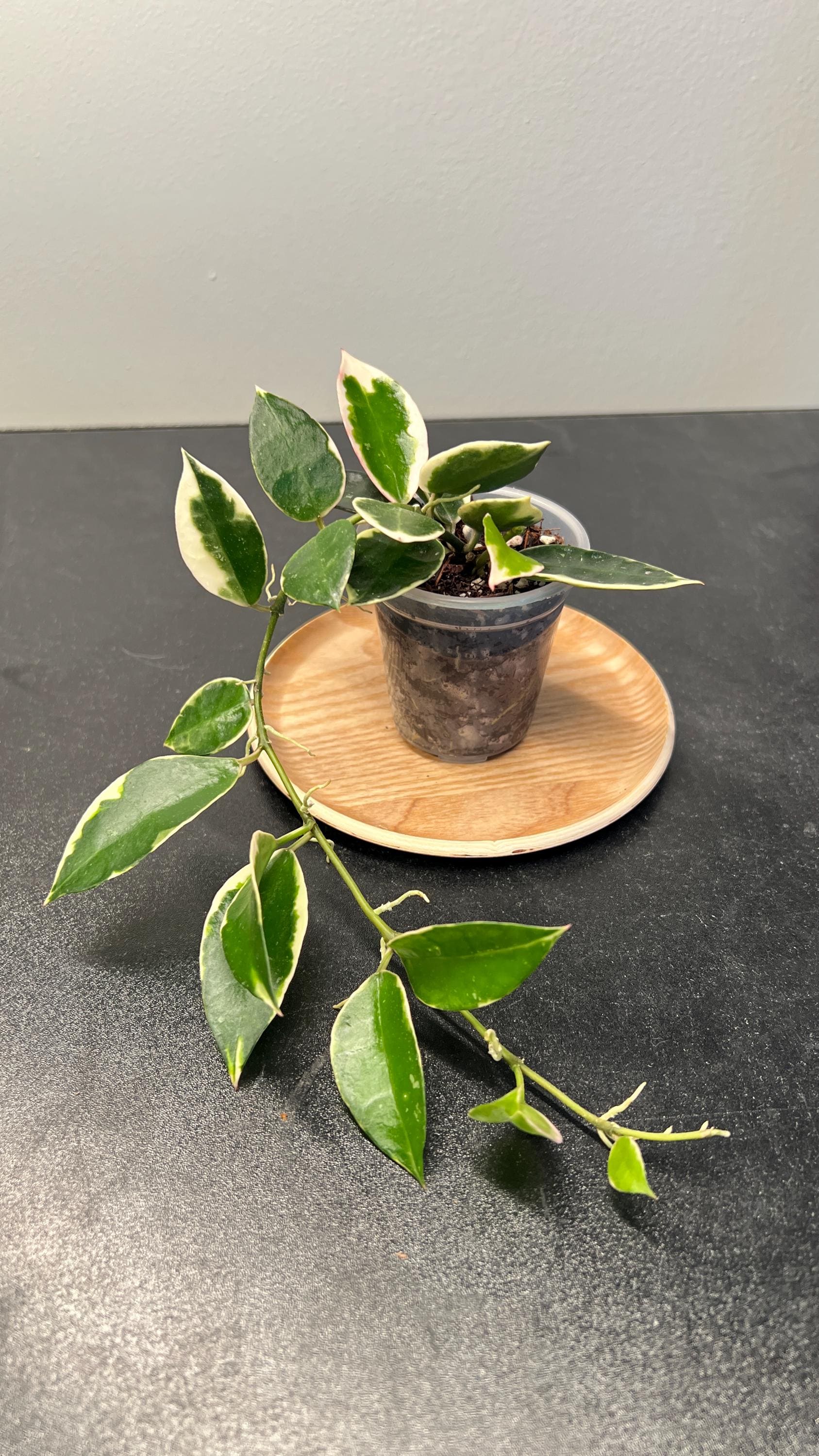 Hoya Lacunosa Asami Indoor Plant