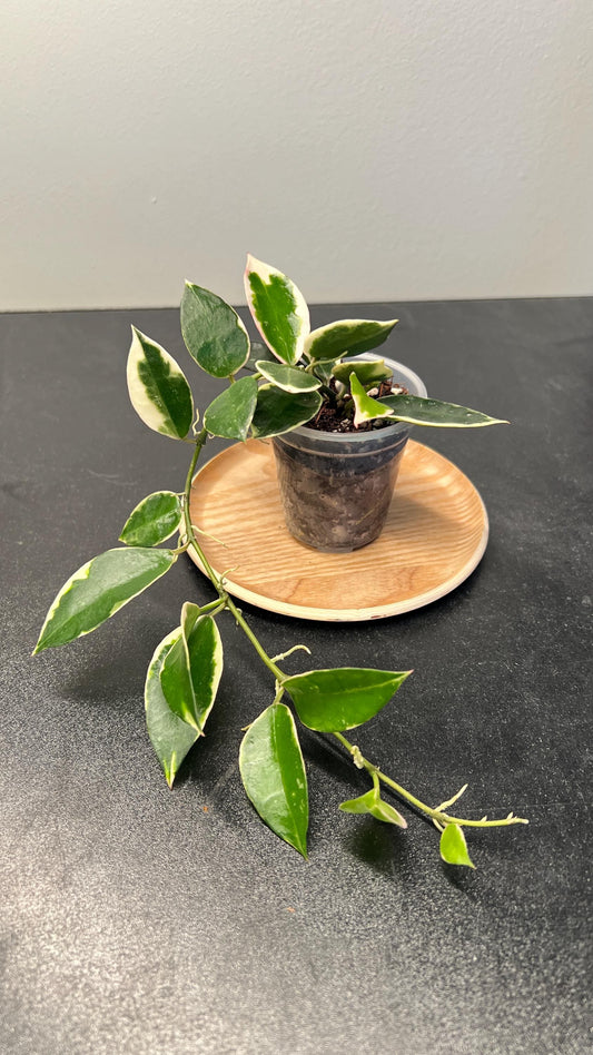 Hoya Lacunosa Asami Indoor Plant