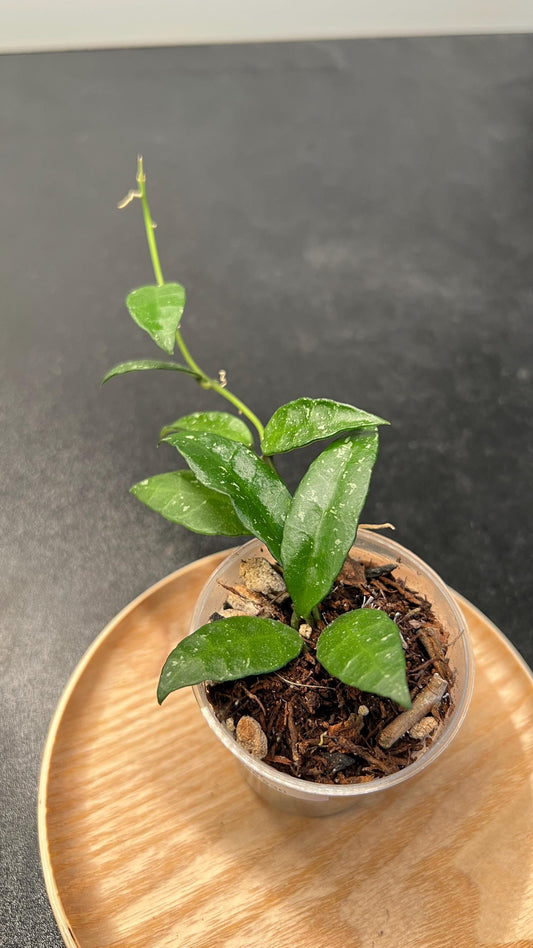 Hoya Lacunosa Ruffle Leaf SR 2010-055 Indoor Plant