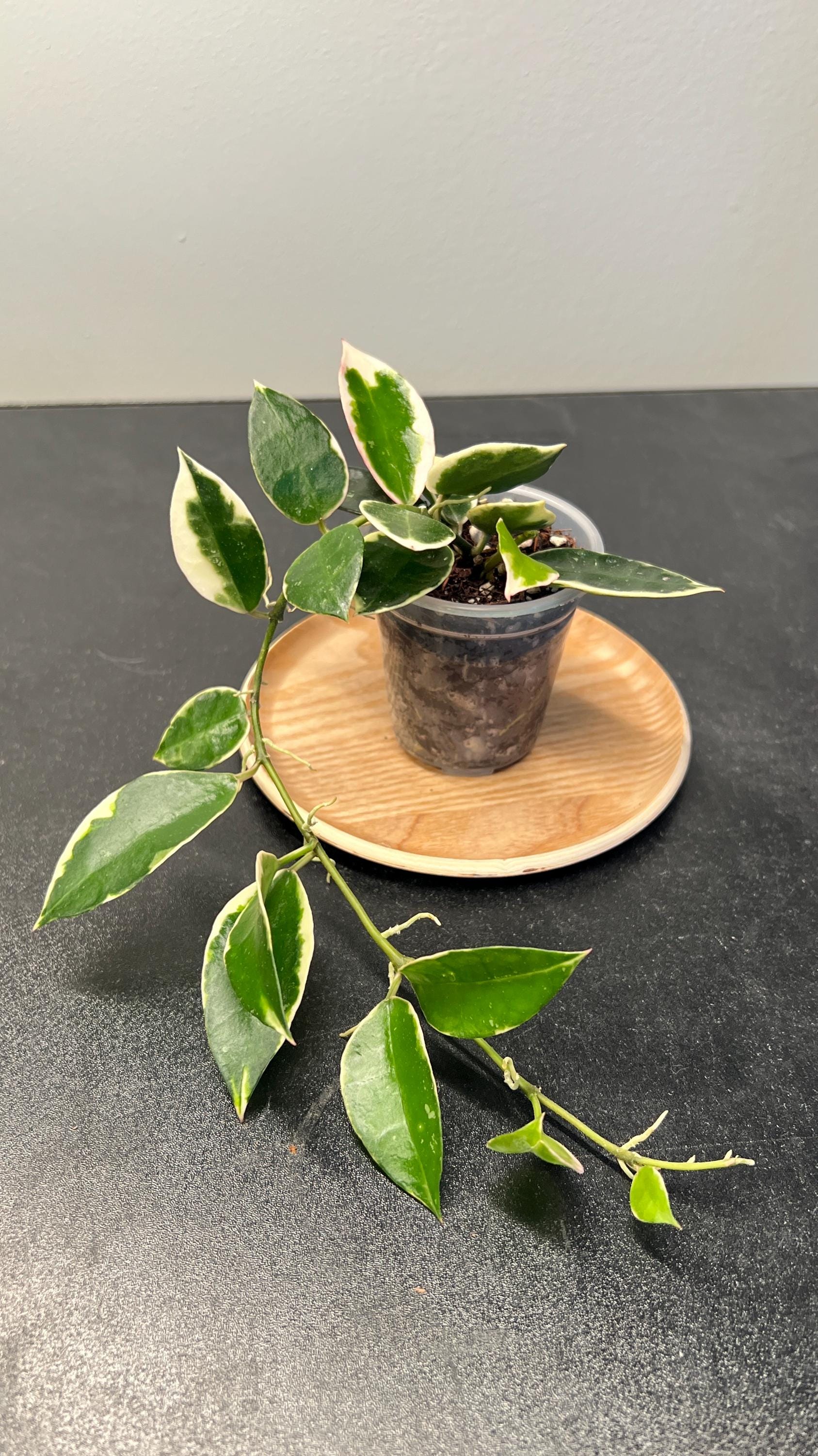 Hoya Lacunosa Asami Indoor Plant