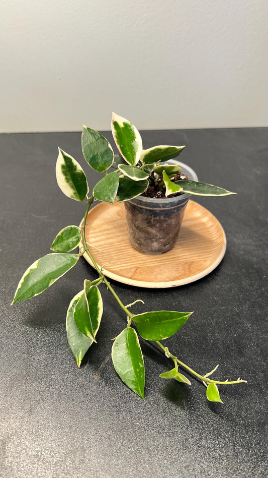 Hoya Lacunosa Asami Indoor Plant