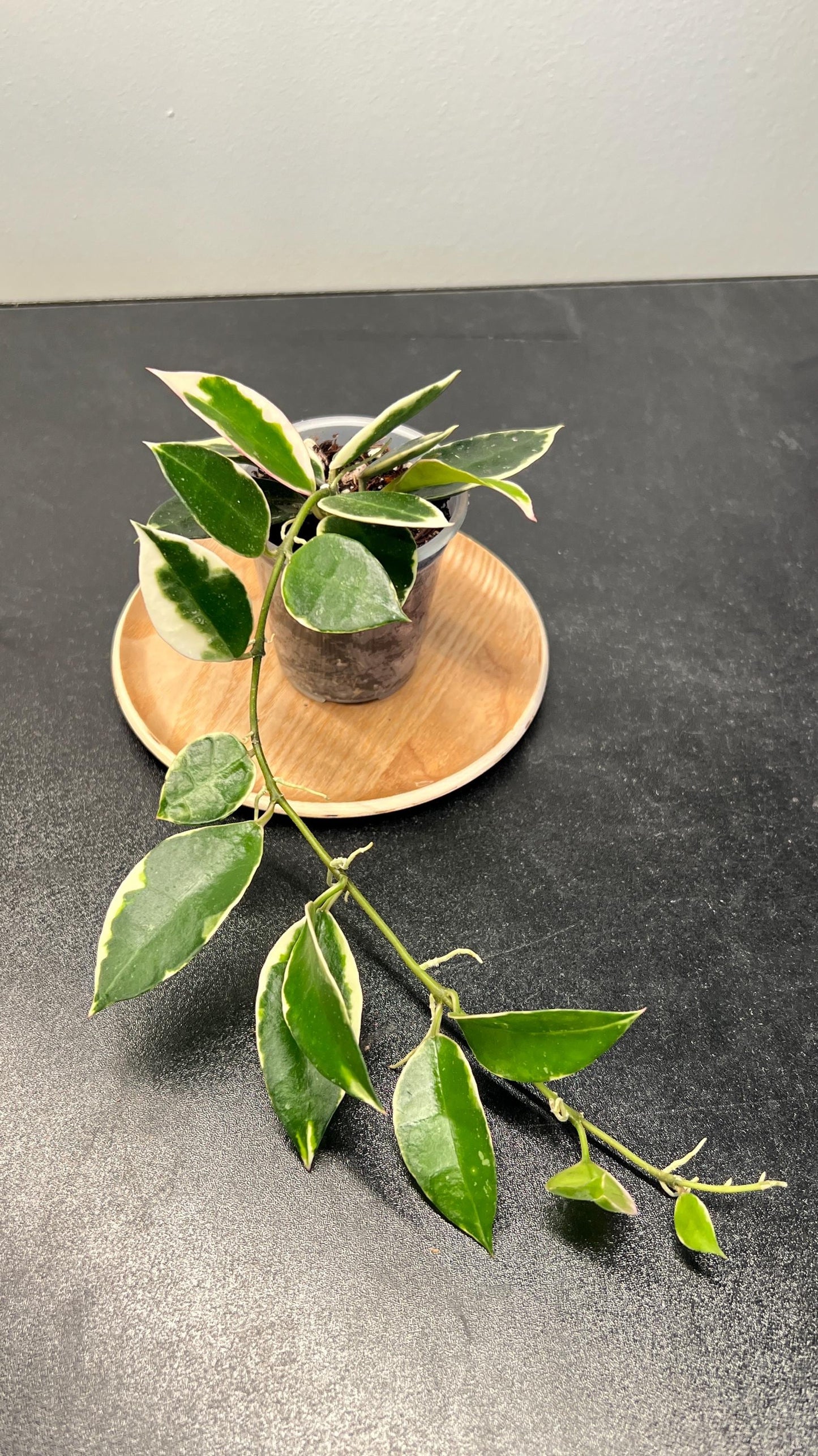 Hoya Lacunosa Asami Indoor Plant