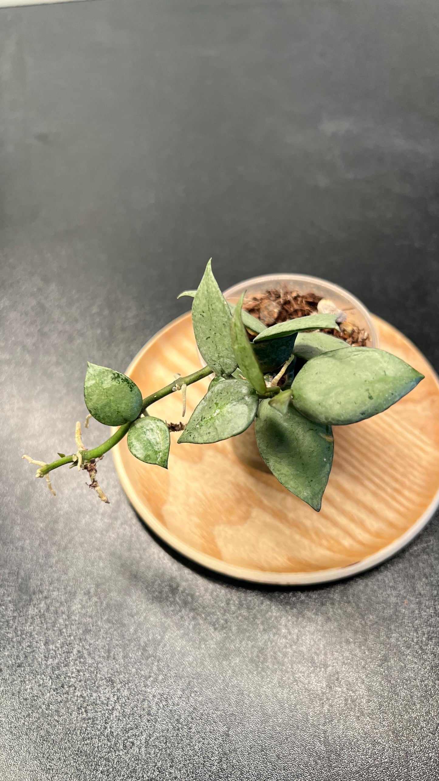 Hoya Krohniana Super Silver Indoor Plant