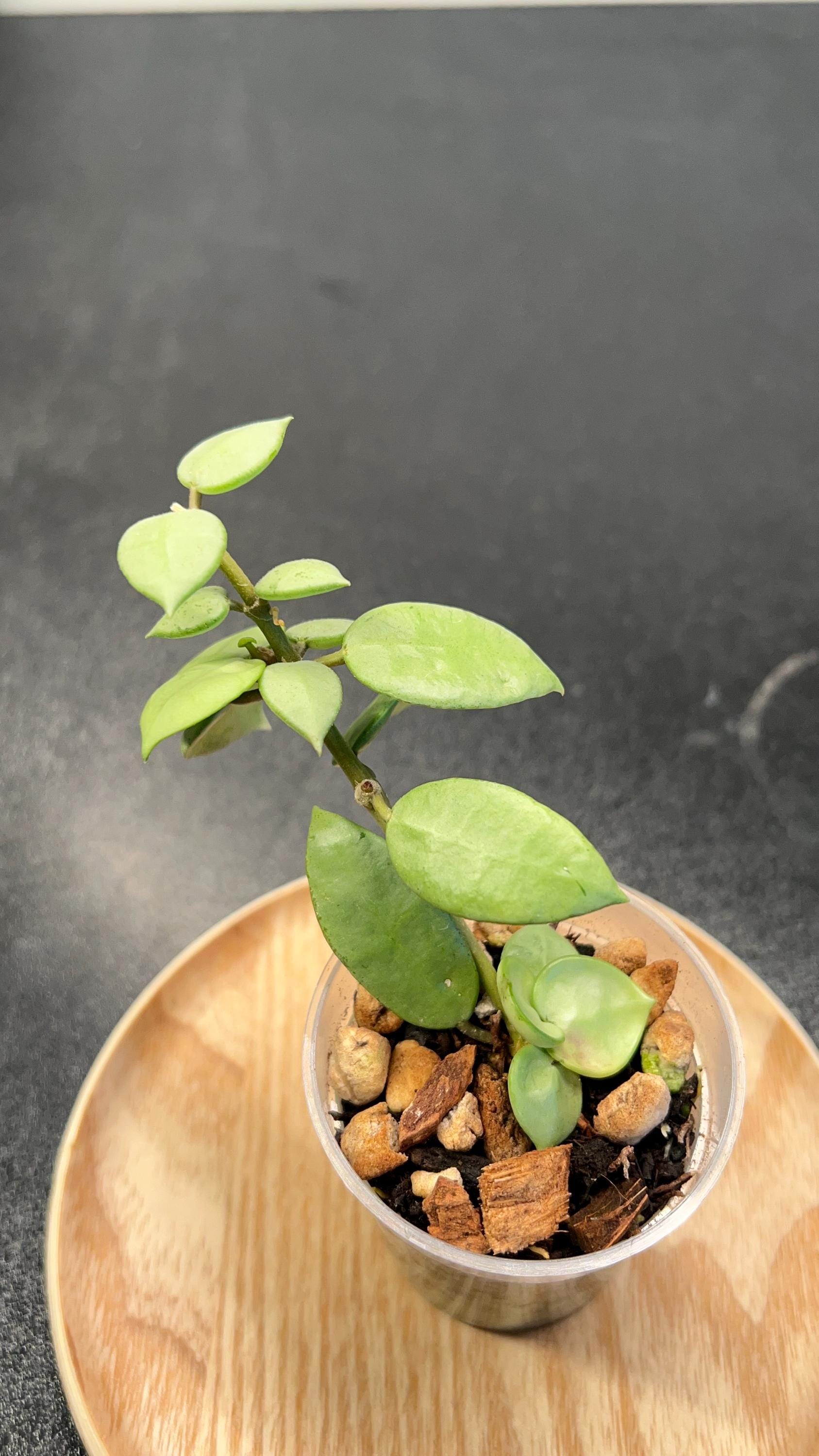 Hoya Lacunosa Full Moon Indoor Plant