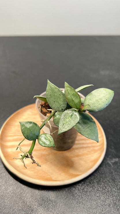 Hoya Krohniana Super Silver Indoor Plant