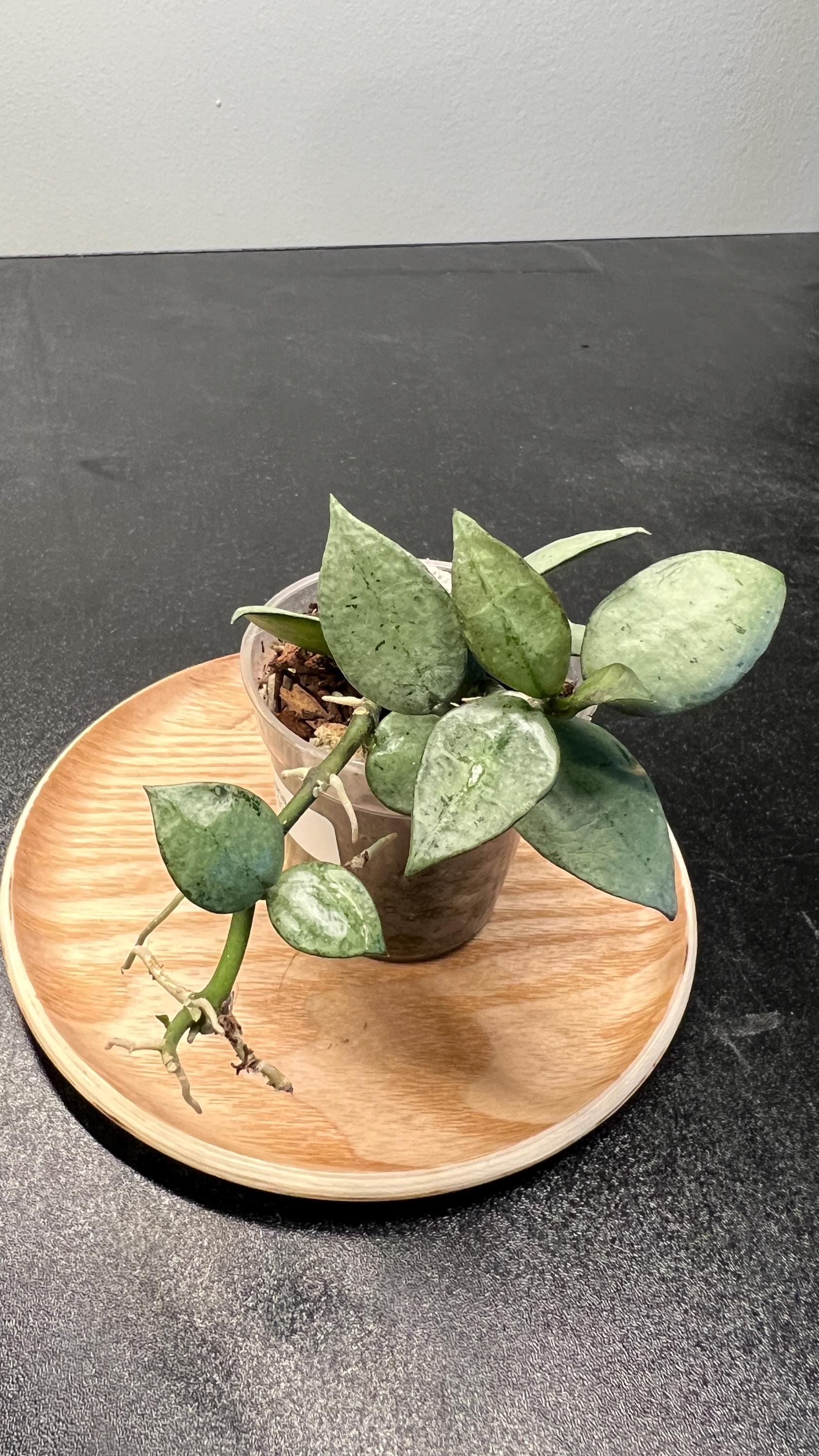 Hoya Krohniana Super Silver Indoor Plant