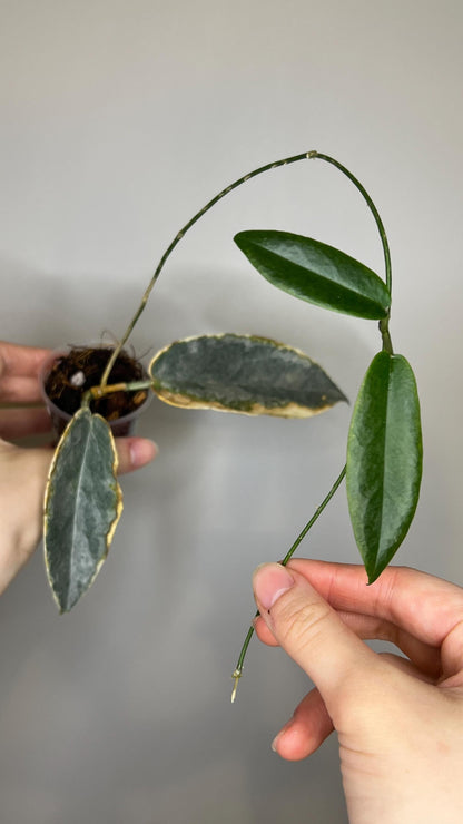 Hoya Archboldiana Albomarginata Indoor Plant
