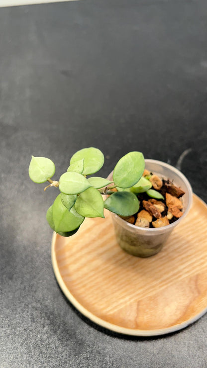 Hoya Lacunosa Full Moon Indoor Plant
