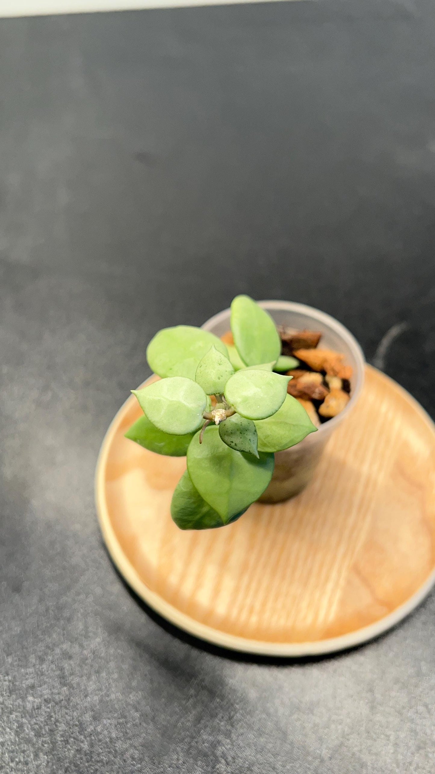 Hoya Lacunosa Full Moon Indoor Plant