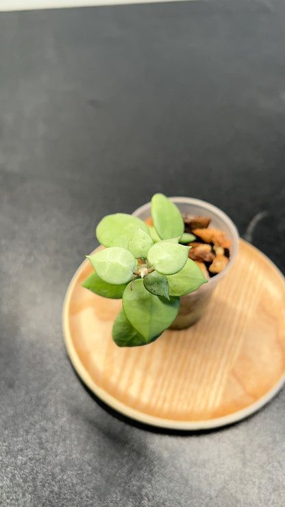 Hoya Lacunosa Full Moon Indoor Plant