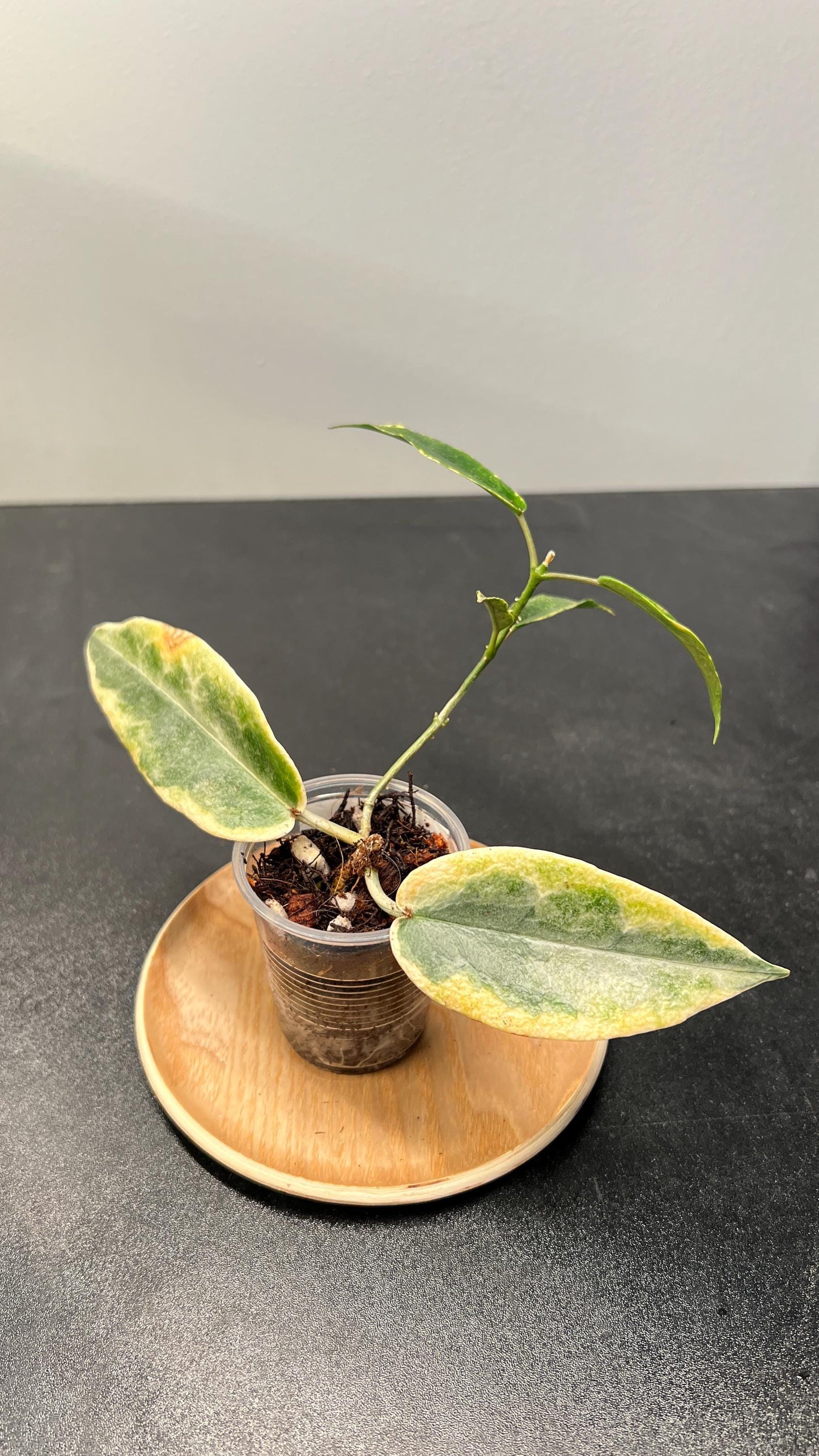 Hoya Archboldiana Albomarginata Indoor Plant