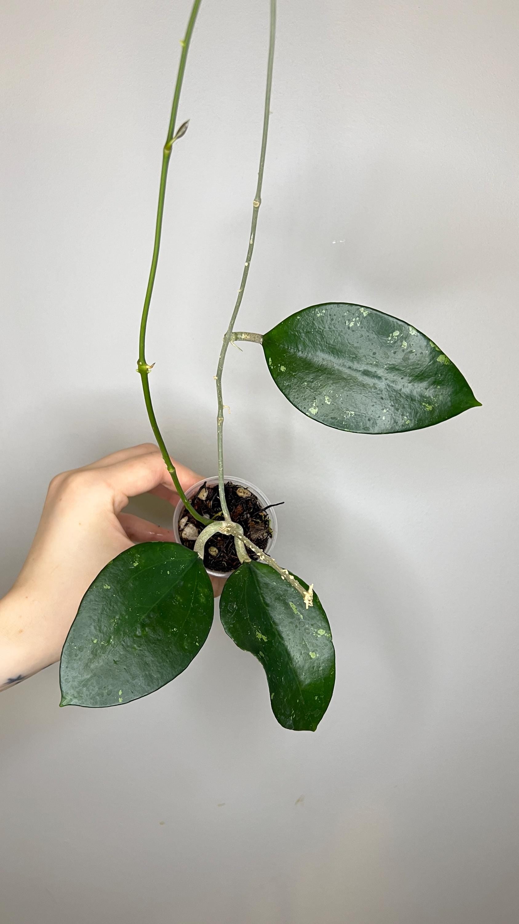 Hoya Pottsii Splash Indoor Plant