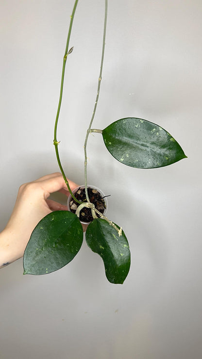 Hoya Pottsii Splash Indoor Plant