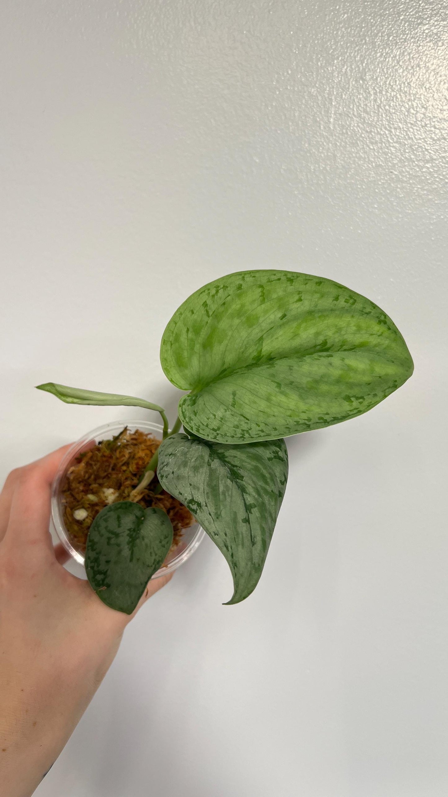 Scindapsus Silver Cloud Indoor Trailing Plant