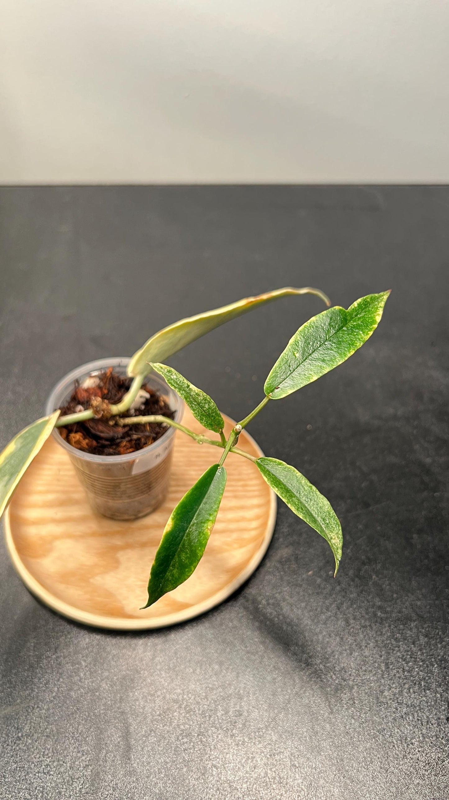 Hoya Archboldiana Albomarginata Indoor Plant