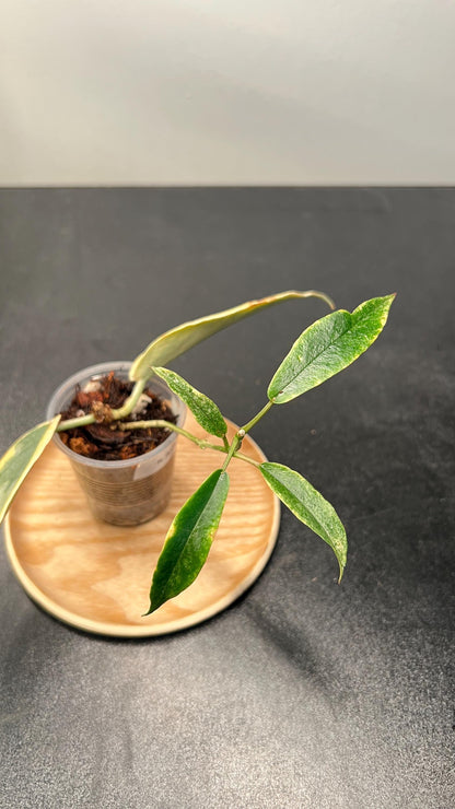 Hoya Archboldiana Albomarginata Indoor Plant