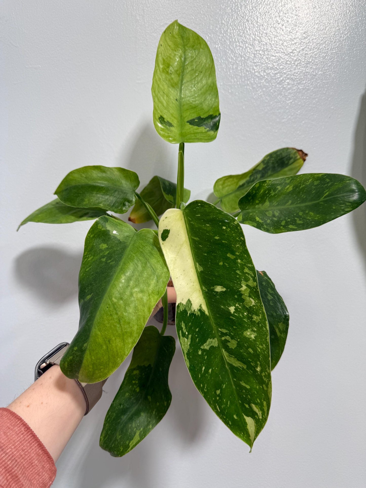 Philodendron Jose Buono Indoor Climbing Plant