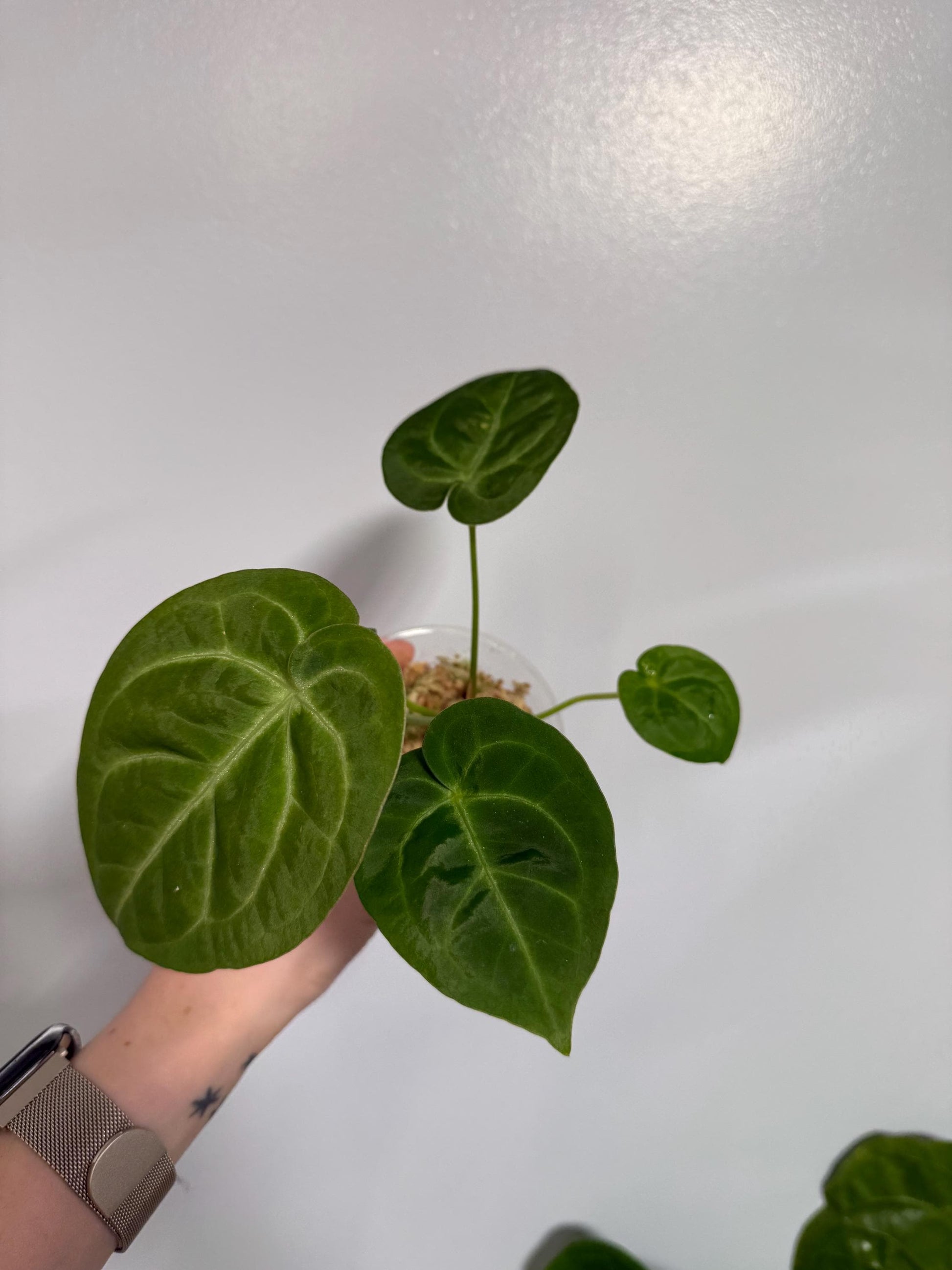 Anthurium Magnificum x Silver Blush Hybrid Indoor Plant