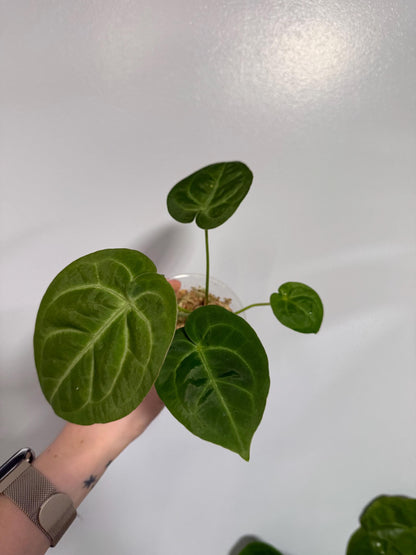 Anthurium Magnificum x Silver Blush Hybrid Indoor Plant
