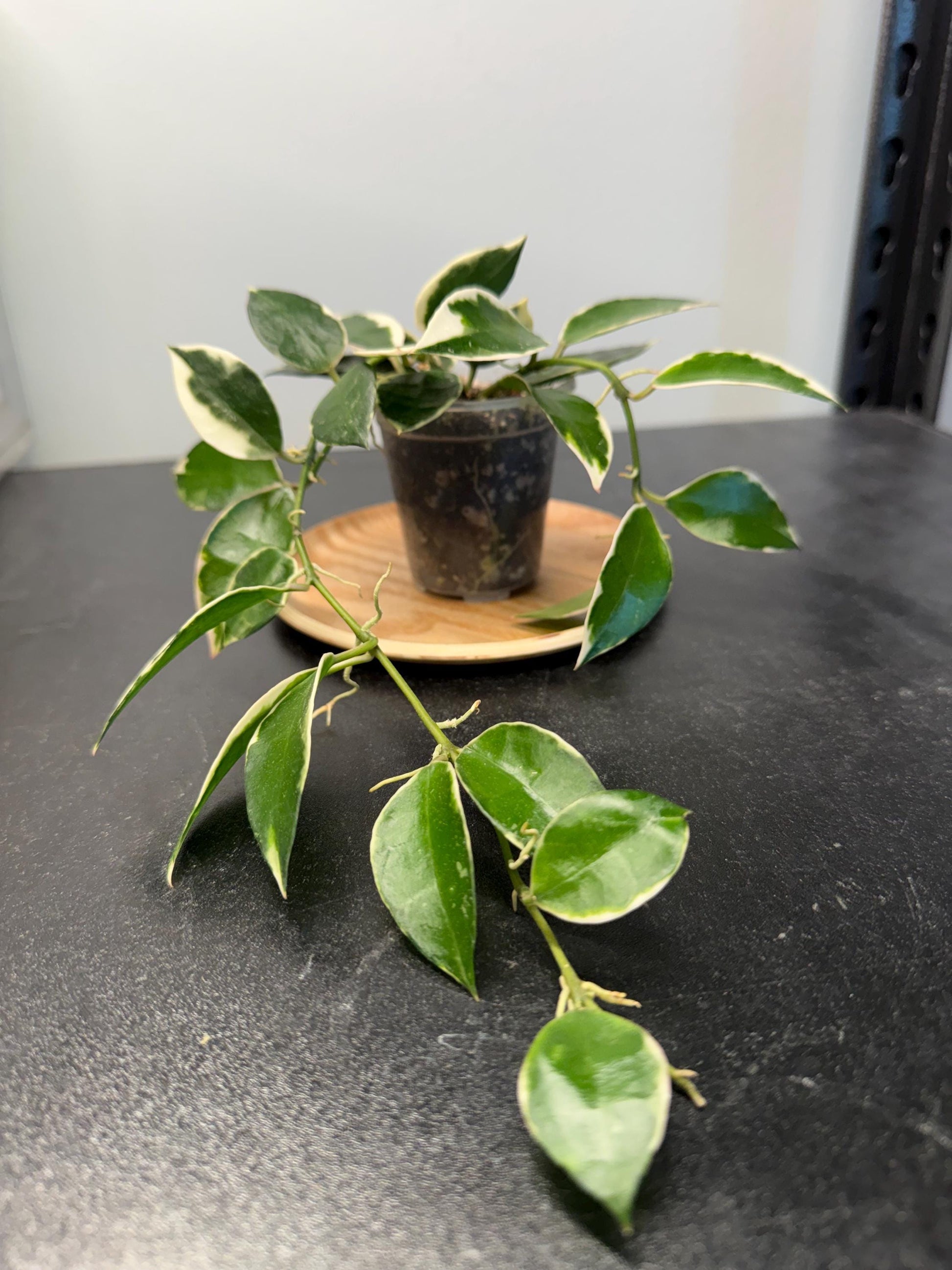 Hoya Lacunosa Asami Indoor Plant