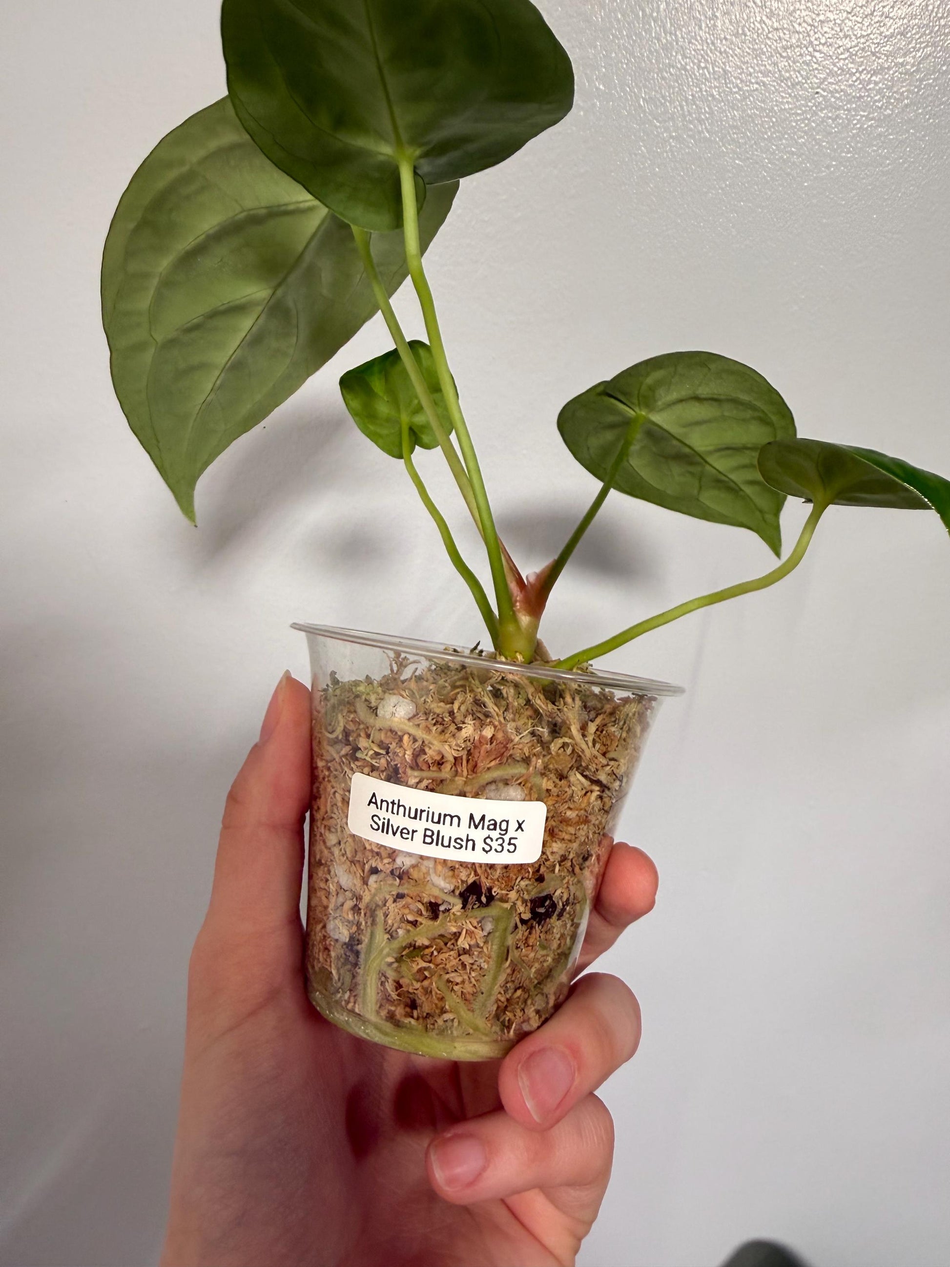 Anthurium Magnificum x Silver Blush Hybrid Indoor Plant