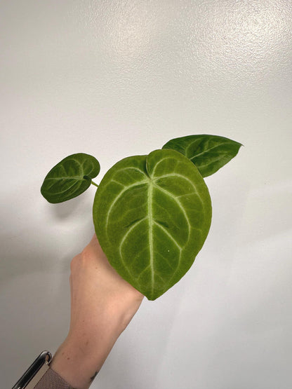 Anthurium Magnificum x Silver Blush Hybrid Indoor Plant