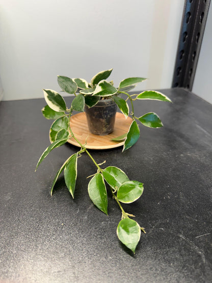 Hoya Lacunosa Asami Indoor Plant