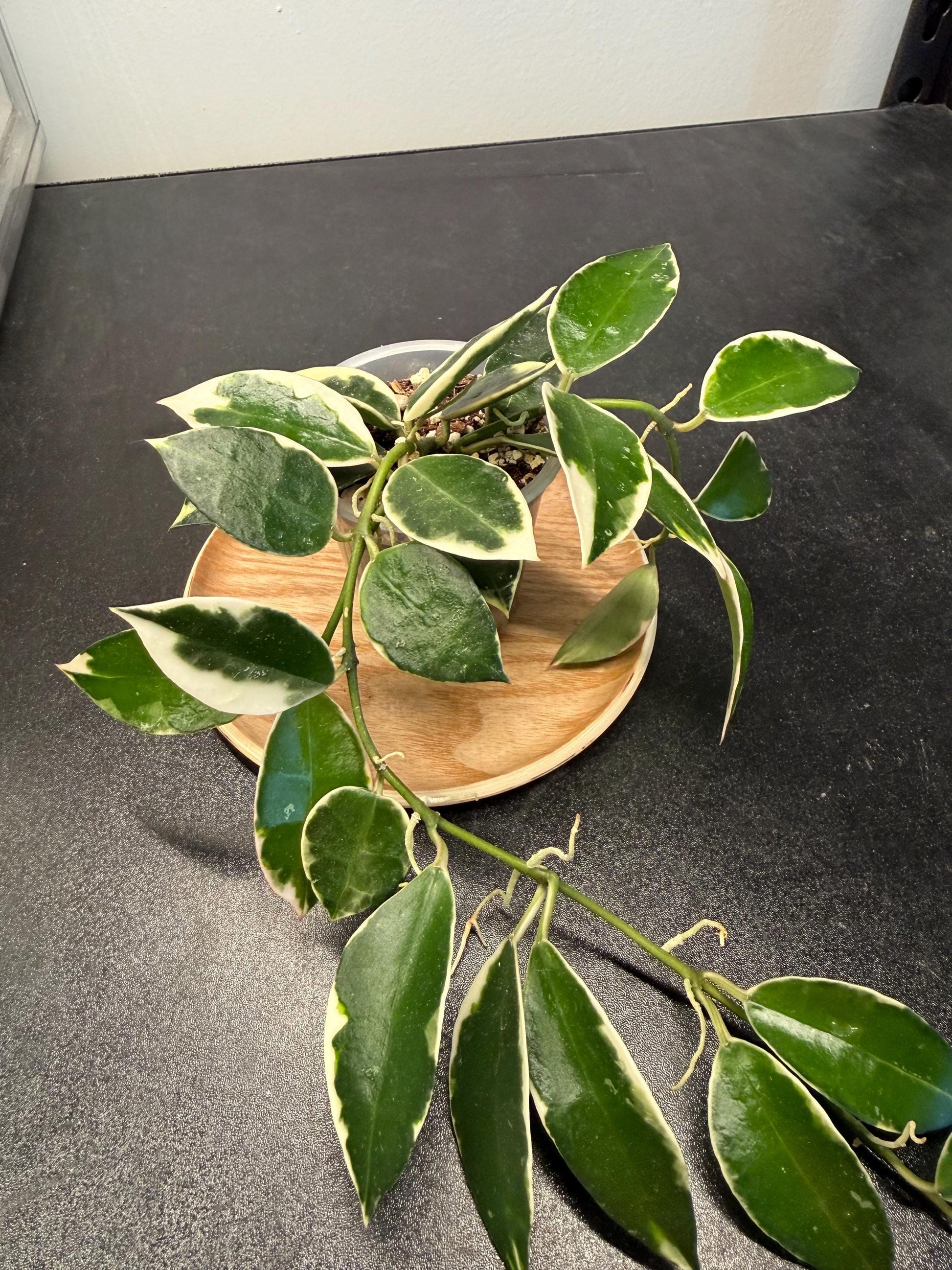 Hoya Lacunosa Asami Indoor Plant