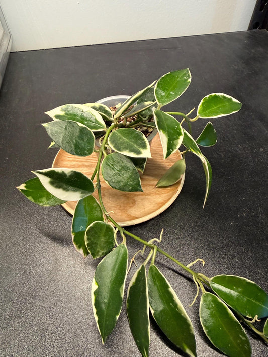 Hoya Lacunosa Asami Indoor Plant