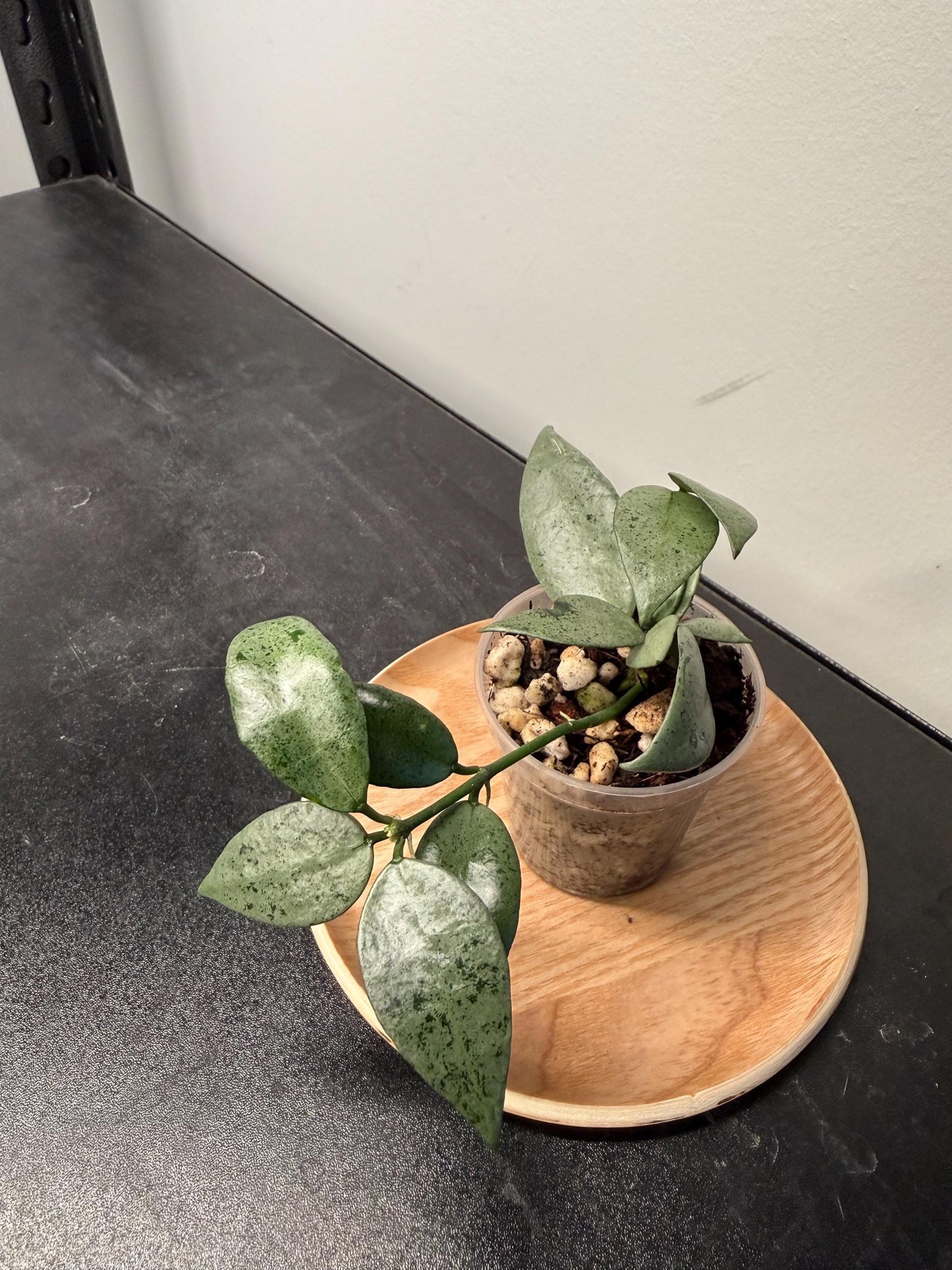 Hoya Lacunosa Silver Silvana Indoor Plant