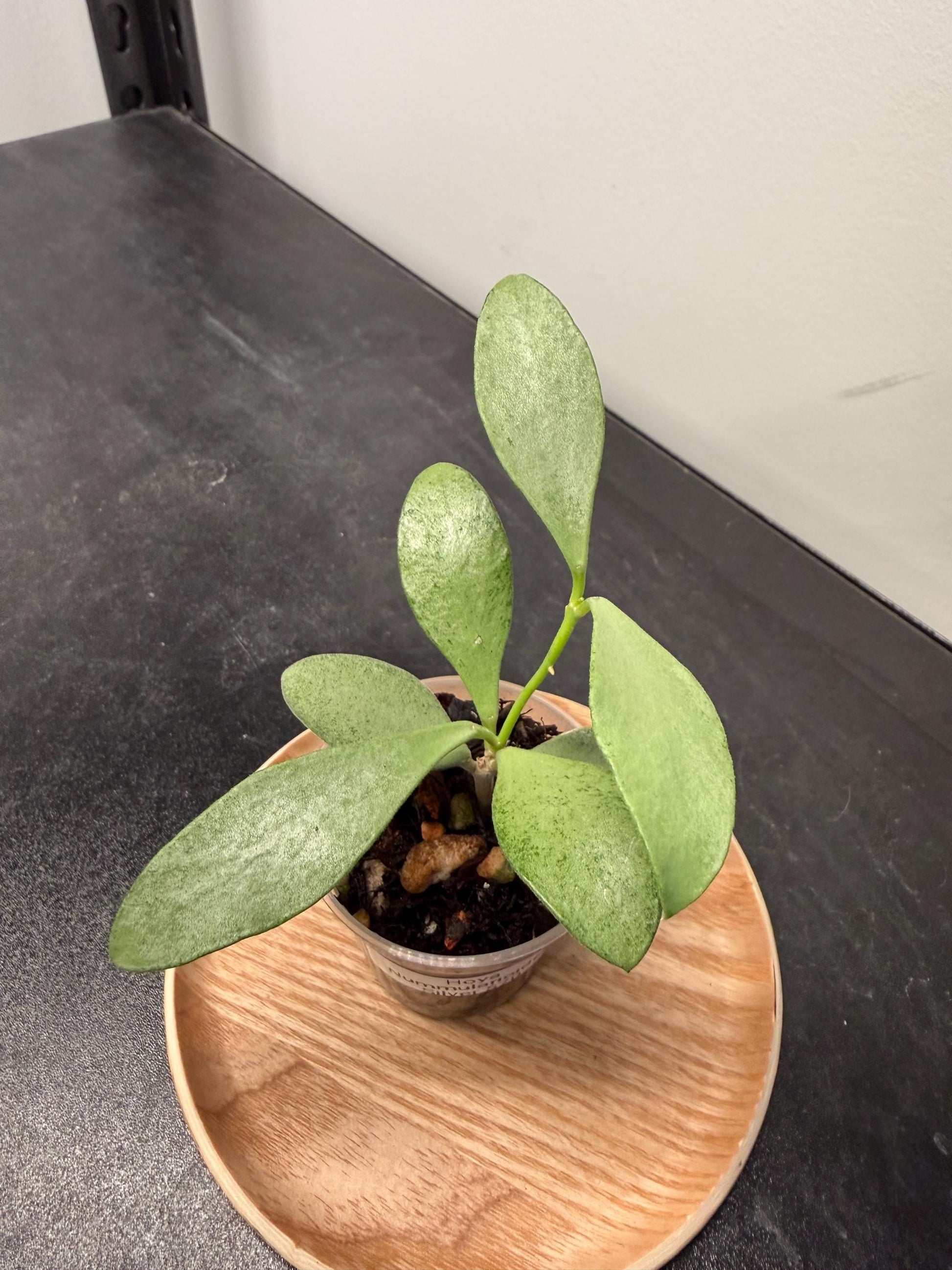 Hoya Nummularioides Silver Indoor Plant